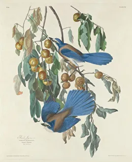 Garrulus Glandarius Prints: Florida Jays, 1830. Creator: Robert Havell