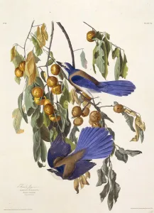The Florida scrub jay. From The Birds of America, 1827-1838. Creator: Audubon