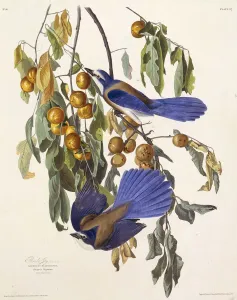 The Florida scrub jay. From The Birds of America, 1827-1838. Creator: Audubon