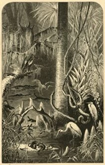 Tillandsia Usneoides Gallery: A Florida Swamp, 1872. Creator: Frederick William Quartley