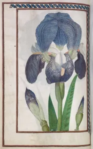 On Vellum Prints: Florilegium: (page 14 verso) blue and white iris, 1608. Creator: Unknown