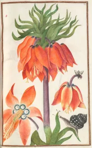 On Vellum Prints: Florilegium: (page 19 recto) orange fritillaria imperialis (crown imperial), 1608
