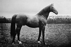 Florizel II, 1911