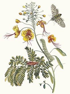 Botanical Illustration Gallery: Flos Pavonis. From the Book Metamorphosis insectorum Surinamensium, 1705