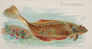 Lindner Eddy Claus Prints: Flounder, from the Fish from American Waters series (N8) for Allen &amp