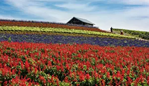 Flower Field. Creator: Dorte Verner