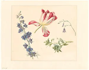 Larkspur Prints: Flower studies, 1798-1821. Creator: Albertus Jonas Brandt