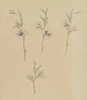 Graag Anna Julia De Prints: Flower studies, 1887-1924. Creator: Julie de Graag