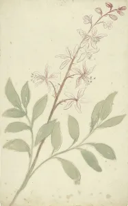 Nymegen Elias Van Prints: Flower study, 1677-1755. Creator: Elias van Nijmegen