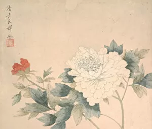 Bing Collection: Flower Study, 17th century. Creator: Yun Bing