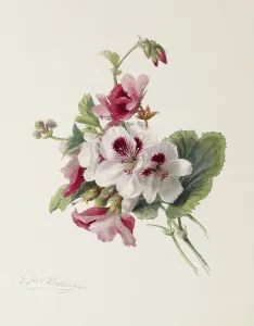 Geraldine Jacoba Van De Sande Bakhuyzen Prints: Flower Study, c1875. Creator: Gerardina Jacoba van de Sande Bakhuyzen