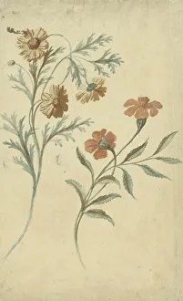 Nymegen Elias Van Prints: Flower study of a red and a brown flower, 1677-1755. Creator: Elias van Nijmegen