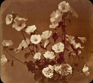 Roses Prints: [Flower Study, Rose of Sharon], ca. 1854. Creator: Adolphe Braun