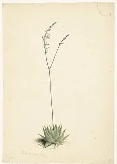 Aloe Prints: Flowering Aloe, 1668-1729. Creator: Vincent Laurentz van der Vinne I