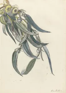 Eucalyptus Prints: Flowering branch of a eucalyptus, 1872-1950. Creator: Barbara Elisabeth van Houten
