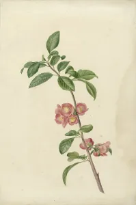 Cherry Blossom Prints: Flowering branch Japanese cherry, 1700-1800. Creator: CJ Kruimel