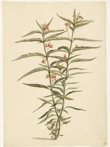 Laurens Vincentsz Van Der Vinne Prints: Flowering Frederiksbloem (Asclepias Curassavica)