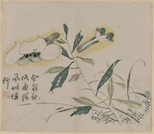1644 1911 Prints: Flowering Lily, 18th Century. Creator: Unknown
