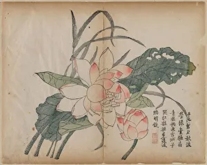 1644 1911 Prints: Flowering Lotus and Bud, 18th Century. Creator: Unknown
