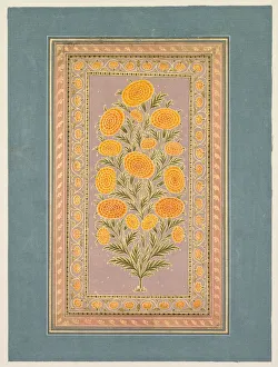 Style Of Prints: Flowering Marigold, c. 1765. Creator: Hunhar II (Indian, active mid-1700s), style of