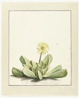 Succulent Prints: Flowering Mesembryanthemum, 1668-1729. Creator: Vincent Laurentz van der Vinne I