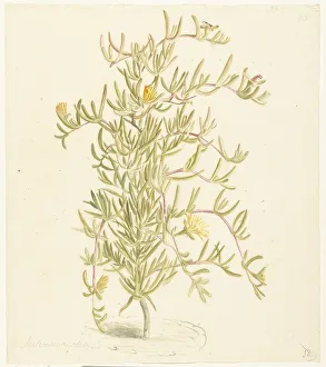Flowering Mesembryanthemum from the Aizoaceae family, 1668-1729. Creator: Vincent Laurentz van der Vinne I