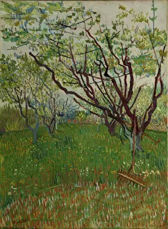 Post Impressionism Collection: The Flowering Orchard, 1888. Creator: Vincent van Gogh