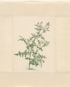 Flowering plant, 1748-1824. Creator: Jacob van Eynden