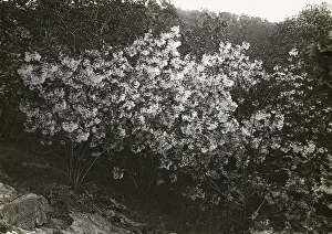 Shrub Prints: Flowering plant, between 1915 and 1935. Creator: Frances Benjamin Johnston