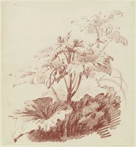 Huet Jean Baptiste I Prints: Flowering Plant with Buds, mid 1760s. Creator: Jean Baptiste Marie Huet