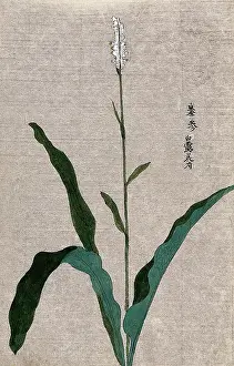 Single Stem Prints: A flowering plant stem. Creator: Unknown
