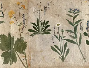 Wildflowers Prints: Four flowering plants, 1870. Creator: Unknown