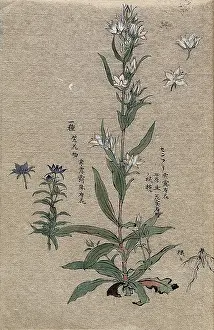 Two flowering plants. Creator: Unknown