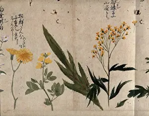 Cough Medicine Prints: Three flowering plants, including coltsfoot (Tussilago farfara)
