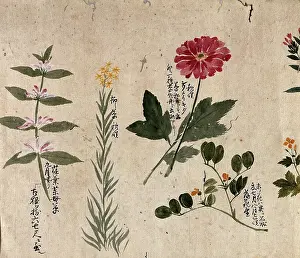 Healing Prints: Four flowering plants, including a legume