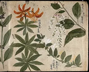 Blossom Prints: Four flowering plants, one an orange lily (Lilium species), 1870. Creator: Unknown