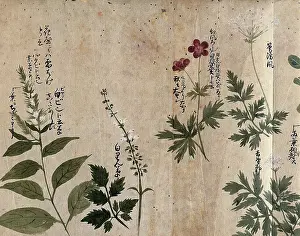 Drug Prints: Five flowering plants, one possibly an Anthriscus species, 1870. Creator: Unknown