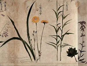 Beauty In Nature Prints: Three flowering plants, one possibly a composite, 1870. Creator: Unknown