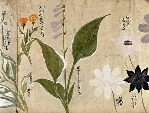 Wildflowers Prints: Five flowering plants, possibly including a Hosta species and three Clematis flowers