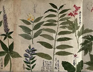 Stem Prints: Six flowering plants, possibly including species of Filipendula and Polygonatum