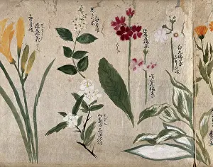 Wildflowers Prints: Eight flowering plants, possibly including species of Hosta