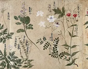 Diuretic Prints: Six flowering plants, one possibly a pink (Dianthus species) and one an Anthriscus species