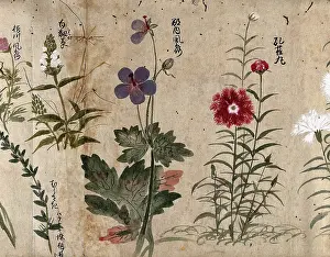 Geranium Prints: Four flowering plants, one possibly a pink (Dianthus species) and one a Geranium species