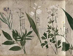 Wildflowers Prints: Five flowering plants, one possibly a species of Thalictrum, 1870. Creator: Unknown
