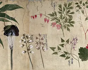 Healing Prints: Five flowering plants, one possibly a voodoo lily (Sauromatum venosum)