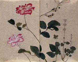 Double Page Prints: Two flowering roses (Rosa species) and two other unidentified plants. Creator: Unknown