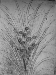 Sketchbook Prints: Flowering Rushes, c1480 (1945). Artist: Leonardo da Vinci