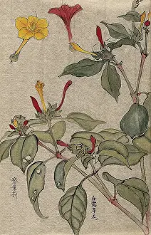 Flowering Prints: A flowering shrub, possibly Dipelta. Creator: Unknown