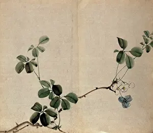 Flowering Prints: A flowering shrub: woody stem with white flowers. Creator: Unknown
