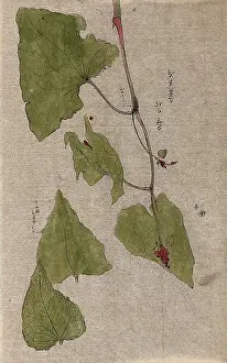 Flowering Prints: A flowering stem and separate floral segments. Creator: Unknown